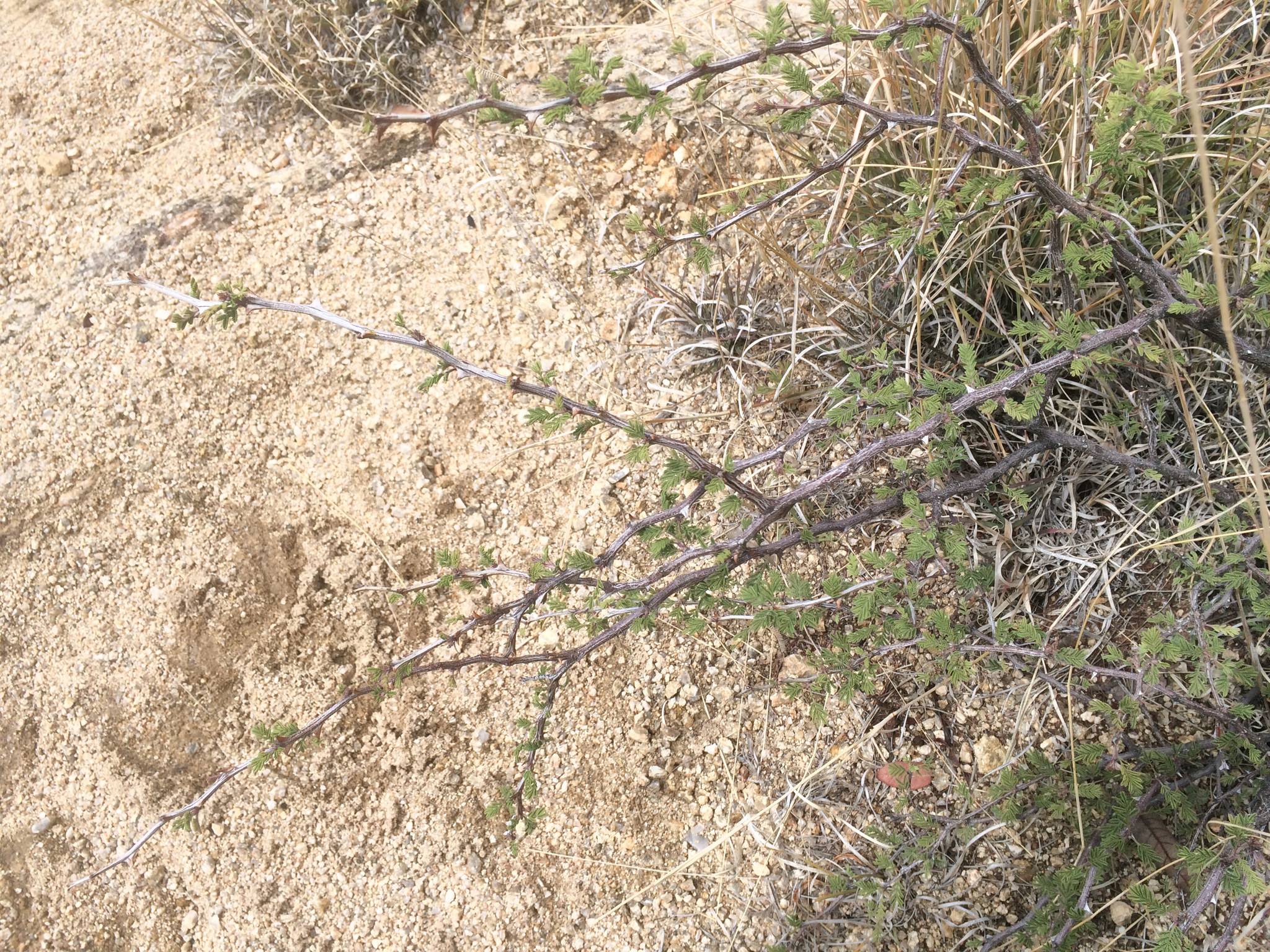 Mimosa aculeaticarpa